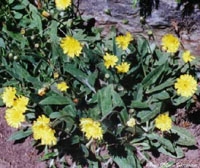 Habichtskraut 'Hieracium pilocella', Samen 